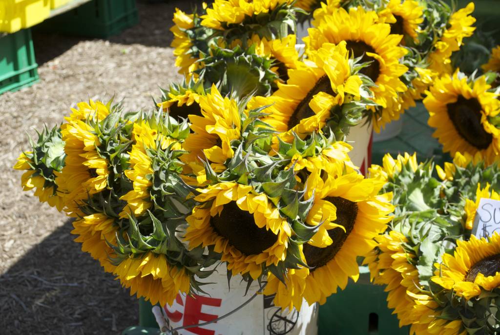 GC Sunflowers